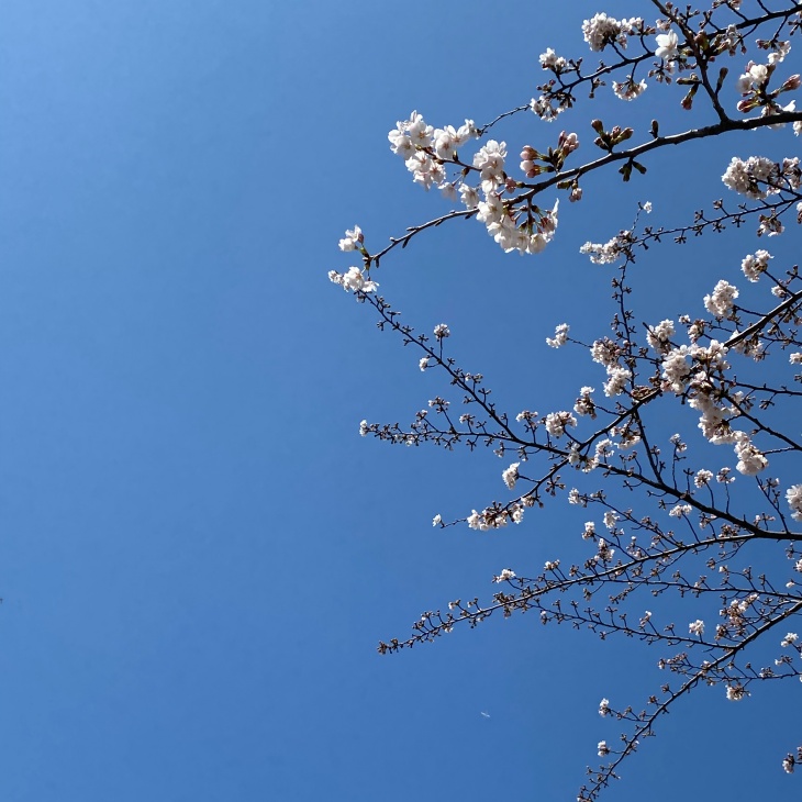 昨年の上野の桜.jpg