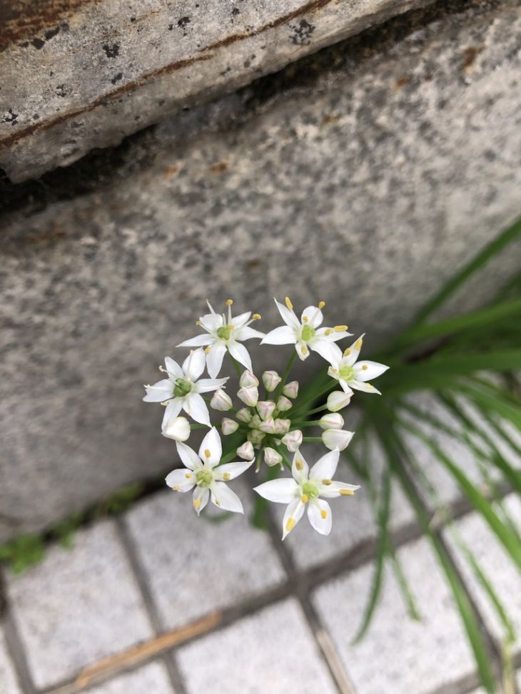 韮の花.jpg